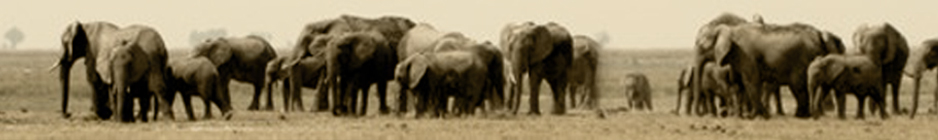 The Chobe National Park