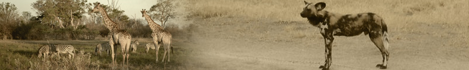 The Moremi Game Reserve