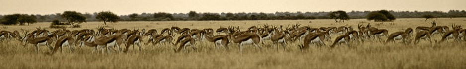 Nxai Pan National Park